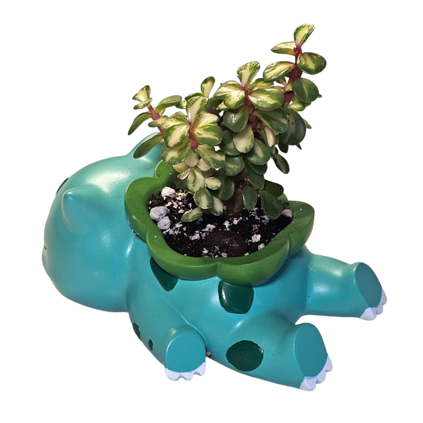 Sleepy Bulbasaur Pokemon Plant Pot 3'' - Mini Succulent Planter w/ Drainage Hole